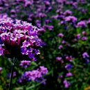 광산마을 이미지