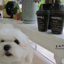 바비 애견샵 이미지