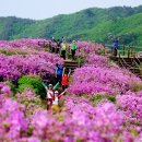 천상의화원 Daum카페
