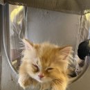 가방위에 고양이 이미지