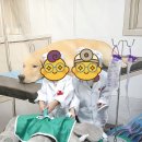 천사어린이집 | [8월 26일은 애견의 날] 디테일 살려 세팅해주신 화성, &#39;우리천사어린이집&#39; 슬기로운 멍냥생활 놀이 후기