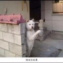 설맥 네이버블로그