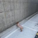 그루밍 아뜰리에 이미지