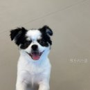 멍프리스쿨 | 멍프리스쿨 직접 보니 기준이 분명했던 곳