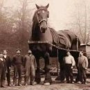 삼손농장 이미지