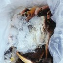 &#39;흥국농수산&#39; 냉동 대구횟대 매운탕 끓여먹는 후기