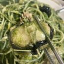 “빨간 아구찜 아닙니다”,,초록빛 매생이 양념에 밥 두 공기 비벼 먹는 숨은 맛집! 이미지