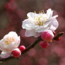 황금비늘 이미지