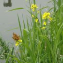 양산신-2011 이미지