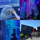 아쿠아플라넷 여수 | 여수 여행 추천 코스 귀여운 벨루가를 볼 수 있는 여수 아쿠아리움 아쿠아 플라넷 여수 후기