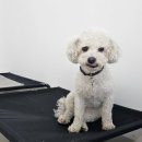 댕댕월드 이미지