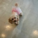 개 키우는 언니 이미지