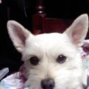 사당시장 이미지