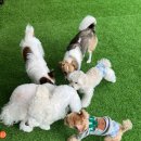 강놀애견유치원 이미지