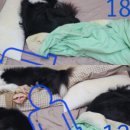 잘다녀오시개 이미지