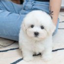 유앤미펫 고양이분양 강아지분양 인천본점 이미지