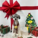 행복하개키울고양 이미지