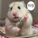 w60. 💍 유그리토퍼 후기 : 본식 당일 명찰 - 가방순이, 축가, 축사, 식권