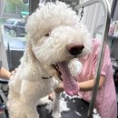 메종 드 펫 이미지