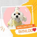 강아지 유치원 caredogs 이미지