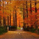 장태산휴양림 이미지