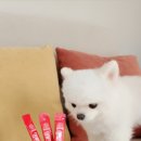 멍블리 펫 이미지