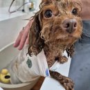 축복 펫살롱 이미지