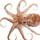 우리아이 금손머리 손질법 | [쭈꾸미 제철] 3월에 안 먹으면 손해! 영양 가득 손질법부터 황금 레시피까지 총정리 🐙