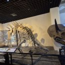 공룡박물관 이미지