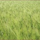 윤용하 농장 이미지