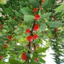 고인돌유적지2 이미지