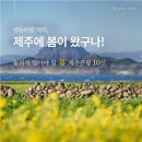 제주봄 이미지