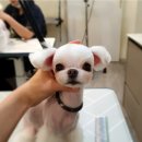 솔리스텔라