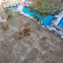 만 마리의 호랑이 이미지