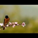 못다핀 꽃한송이./.Whisky on the Rock./.The Power of Love 이미지