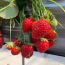 수경 농장 이미지