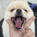당진애견미용학원