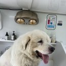 허벌라개 | 광주 유촌동 소형견 대형견 무료 출장 강아지 반려견 애견 목욕은 허벌라개