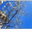 목련약국 이미지