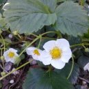 새금성교회 이미지