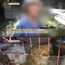 동물농장 이미지