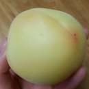 과일블리