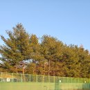 수내테니스장 이미지