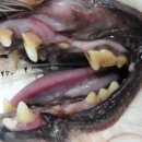 리본동물병원 이미지