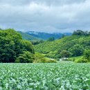 운교산방 | 강원도 평창 감성숙소 : 운교산방 별 보기 좋은 촌캉스 펜션 아기랑 방문한 후기