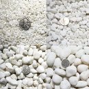 자갈농장 이미지