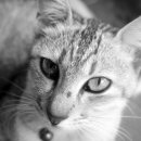 도그원동물의료센터 이미지