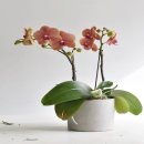 미니먼트 이미지