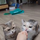 일산 궁팡 궁디팡팡 따끈따끈한 후기
