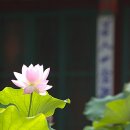 6252, 나무약사여래불 정근.. 이미지